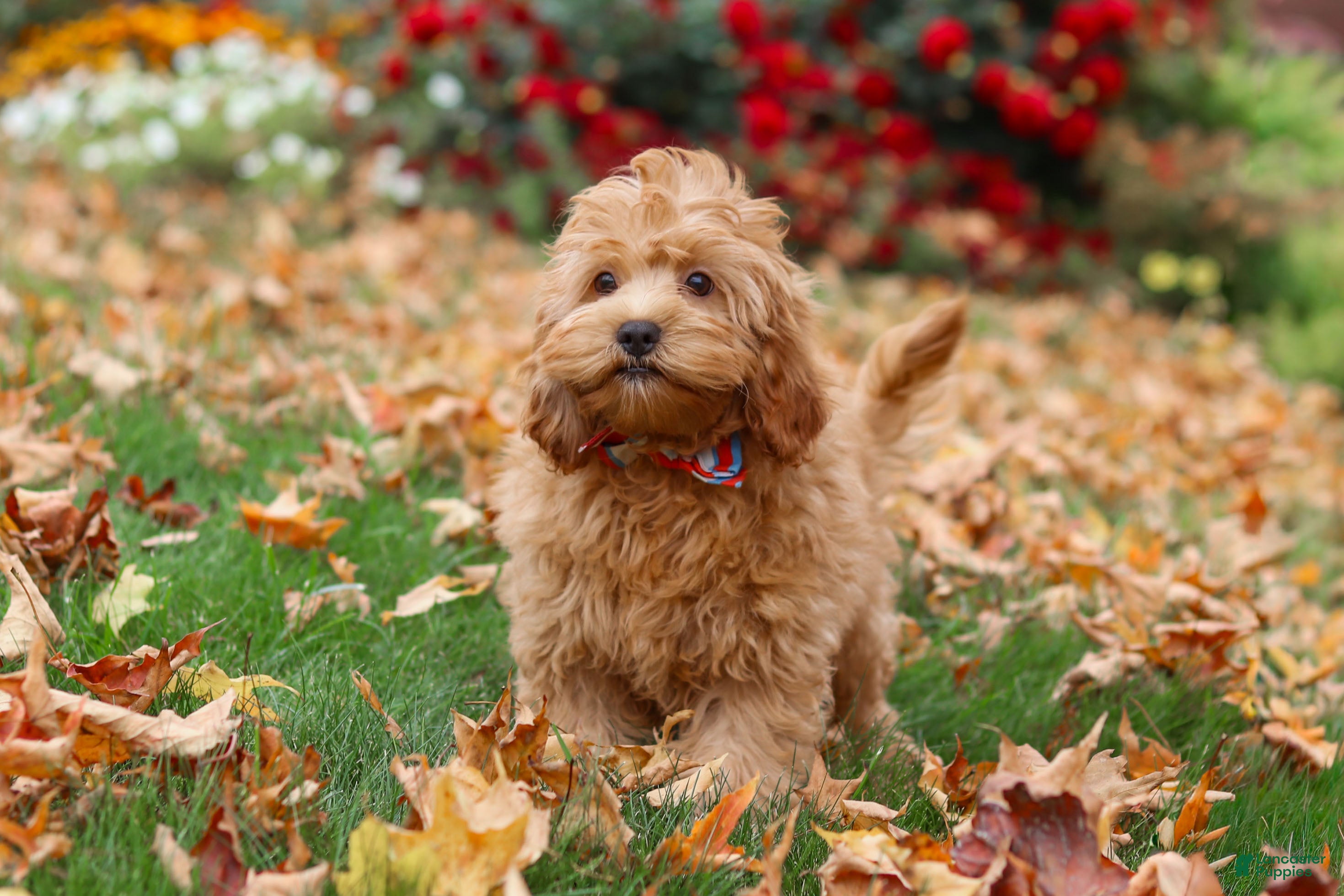 Cavapoo dogs for sale: Nash - Ad 1