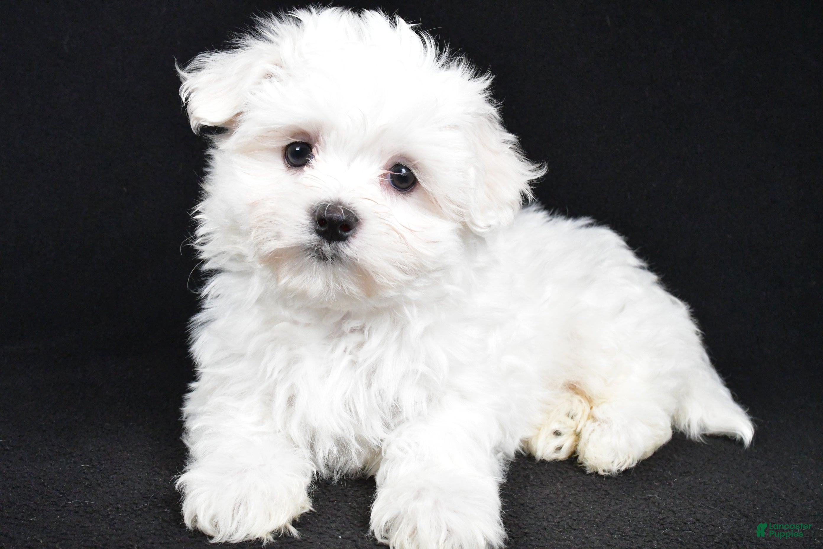 Maltese dogs Jordan - Ad 23
