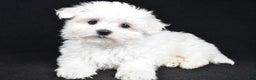 Maltese dogs for sale: Jordan - Ad 1
