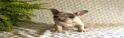 French Bulldog dogs for sale: Twinkle - Ad 4