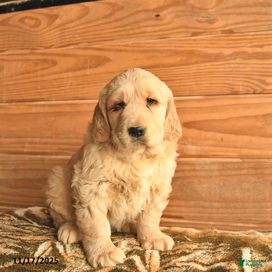 Golden Retriever dogs for sale: Cash  - Ad 1