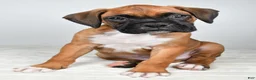 Boxer dogs for sale: Danny - Ad 2