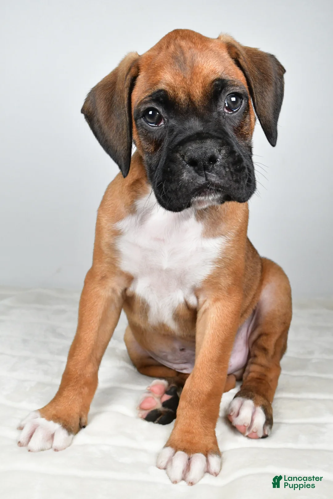 Boxer dogs for sale: Danny - Ad 2