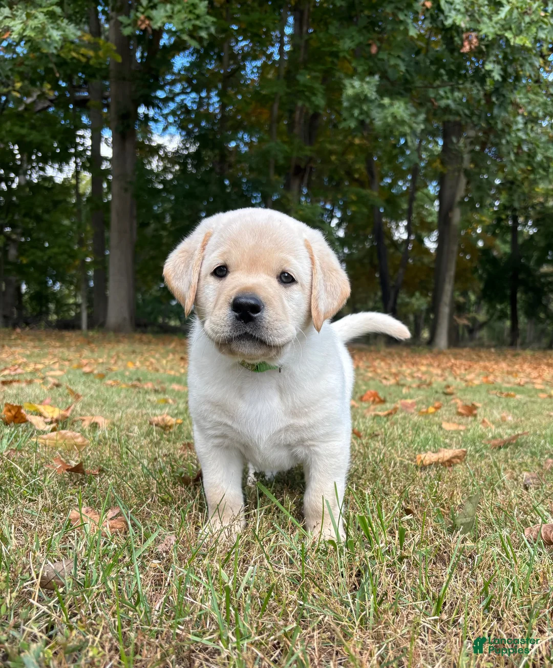 Labrador Retriever dogs for sale: Labrador Retriever 2 - Ad 4