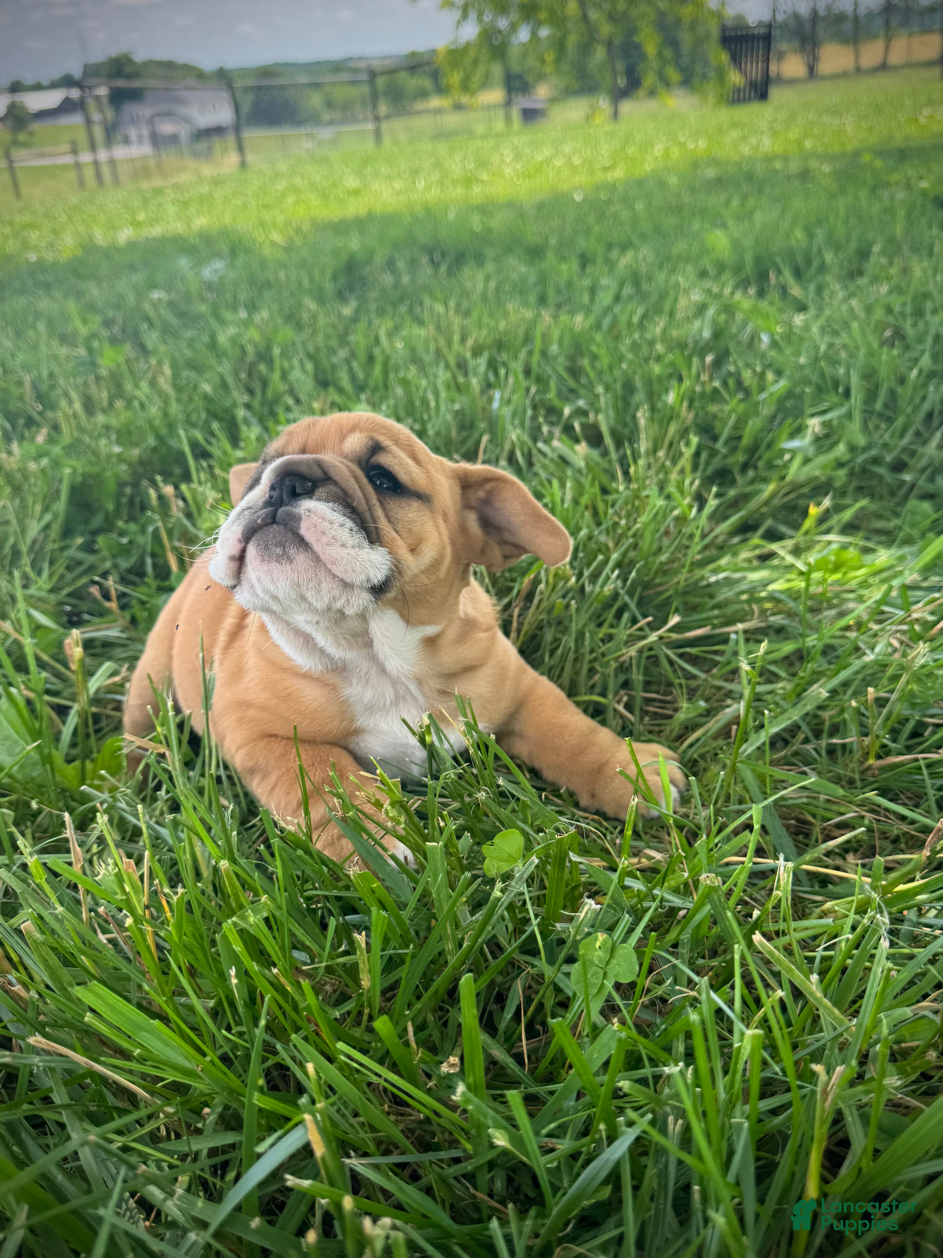 English Bulldog dogs Daisy - Ad 2