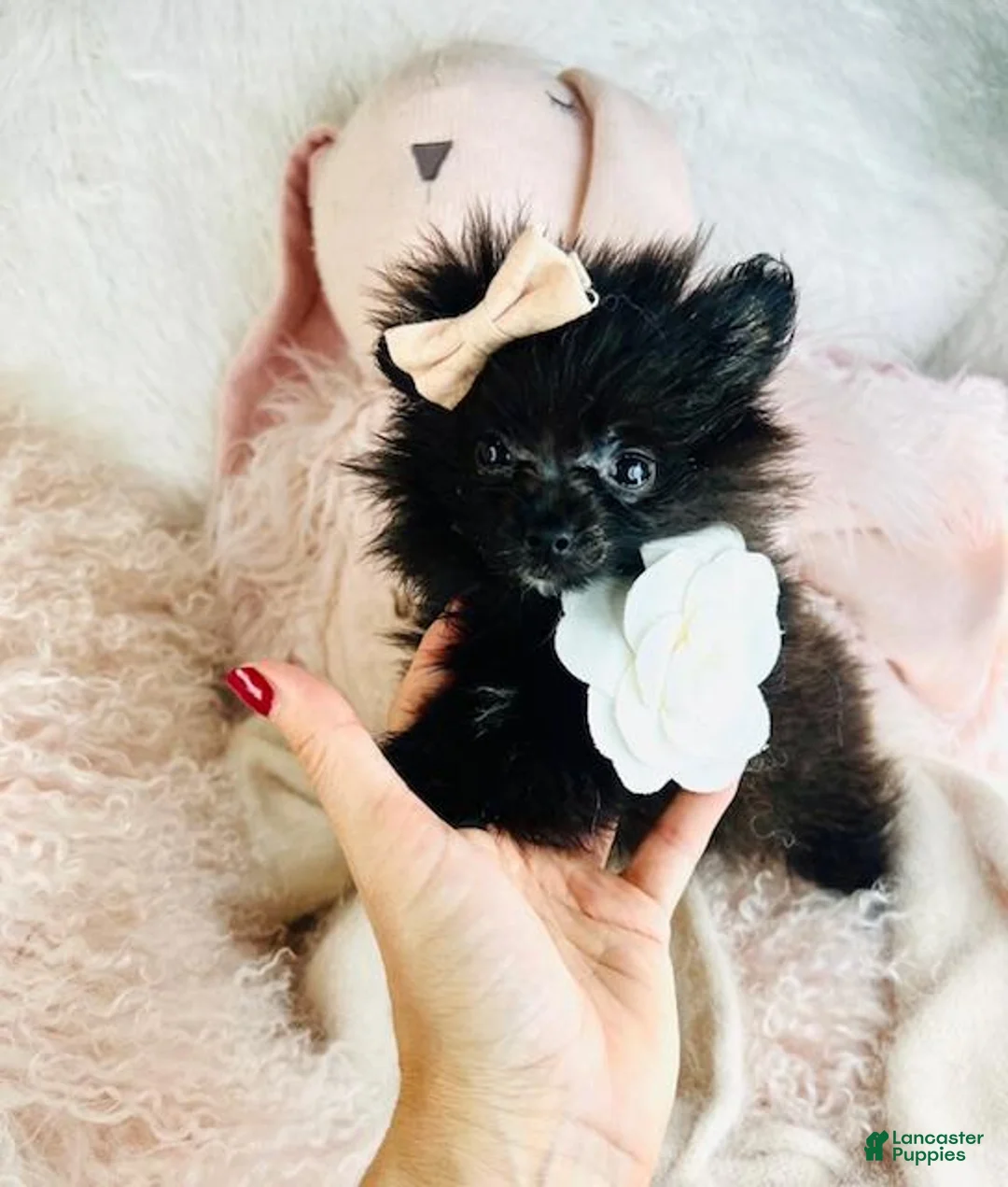Pomeranian dogs for sale: Pomeranian Puppy 1 - Ad 4