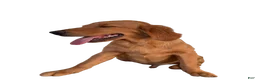 Golden Retriever dogs for sale: Golden Retriever 1 - Ad 5