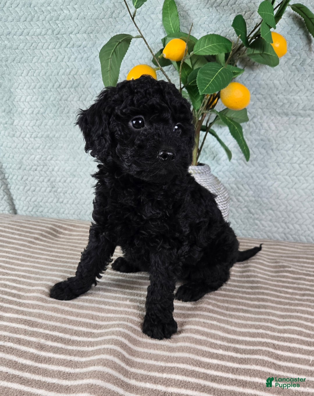 Mini Goldendoodle dogs for sale: Martha - Ad 3