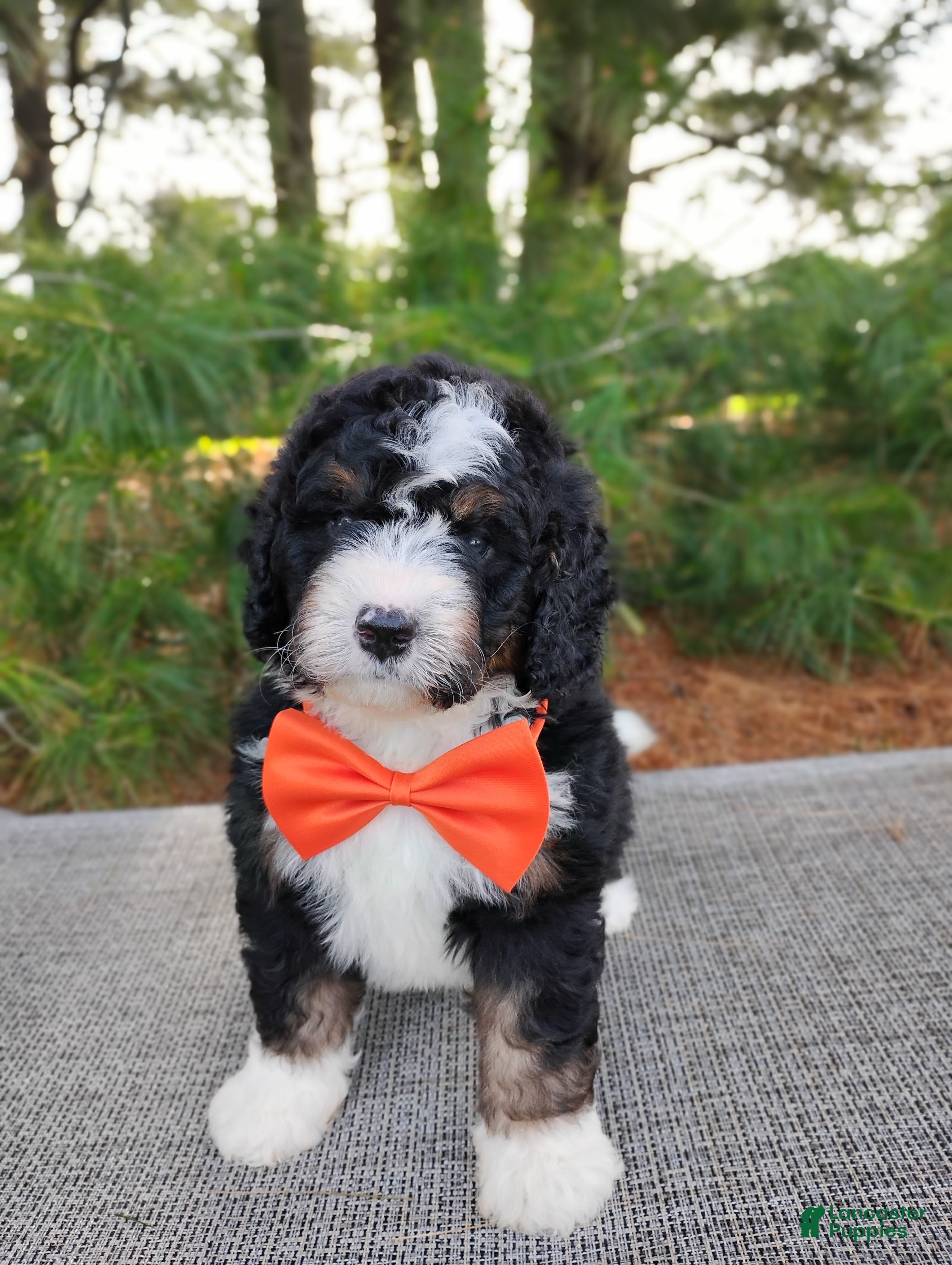 Bernedoodle dogs Zeke - Ad 1