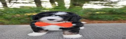 Bernedoodle dogs for sale: Zeke - Ad 1