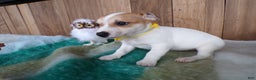 Jack Russell Terrier dogs for sale: Jack Russell Terrier Puppy 4 Samy - Ad 3