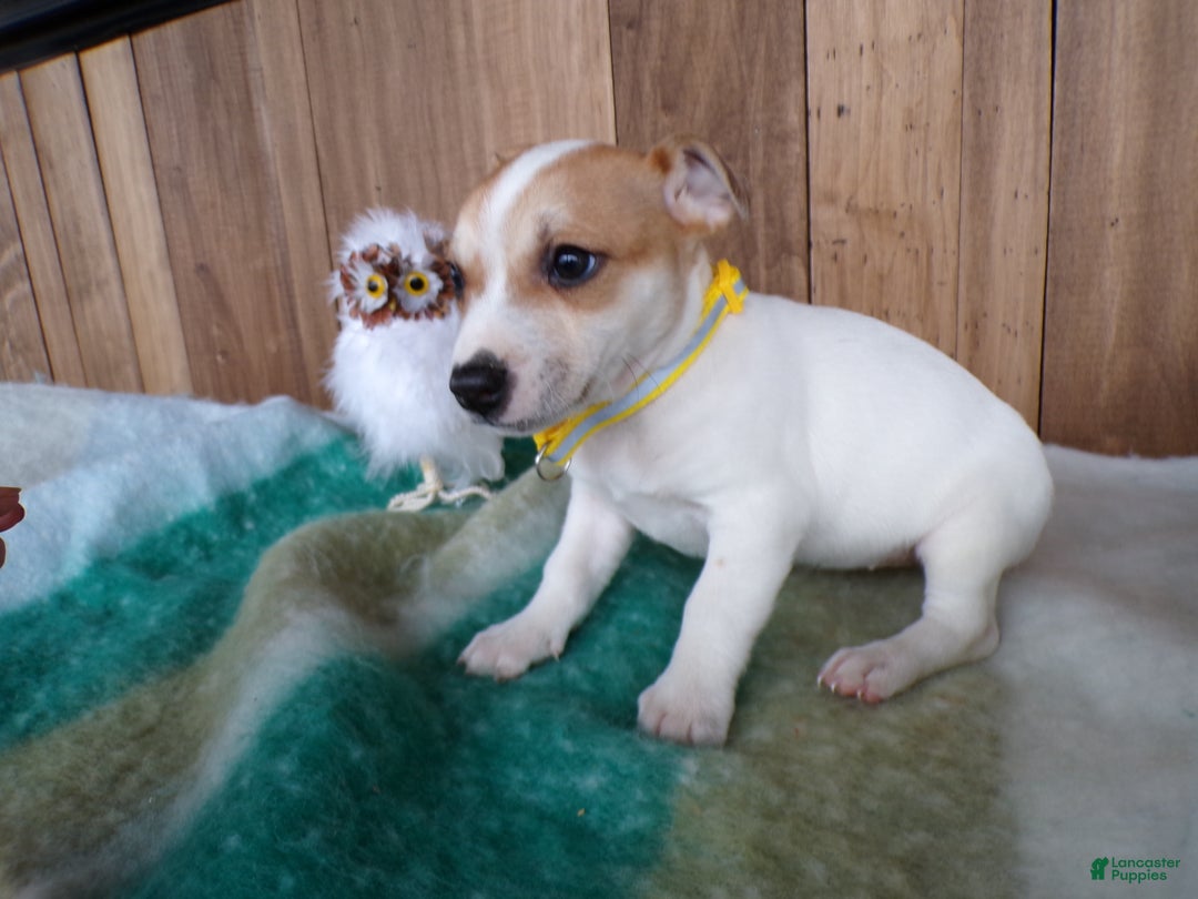 Jack Russell Terrier dogs for sale: Jack Russell Terrier Puppy 4 Samy - Ad 3