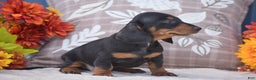 Miniature Dachshund dogs for sale: Fritz - Ad 5