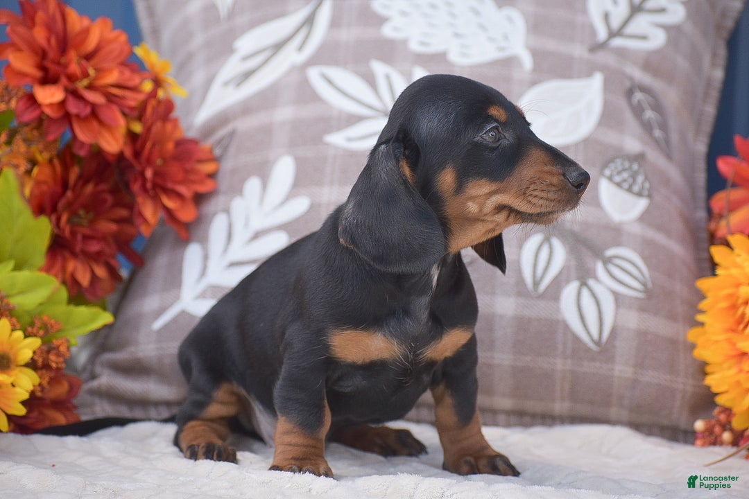 Miniature Dachshund dogs for sale: Fritz - Ad 5