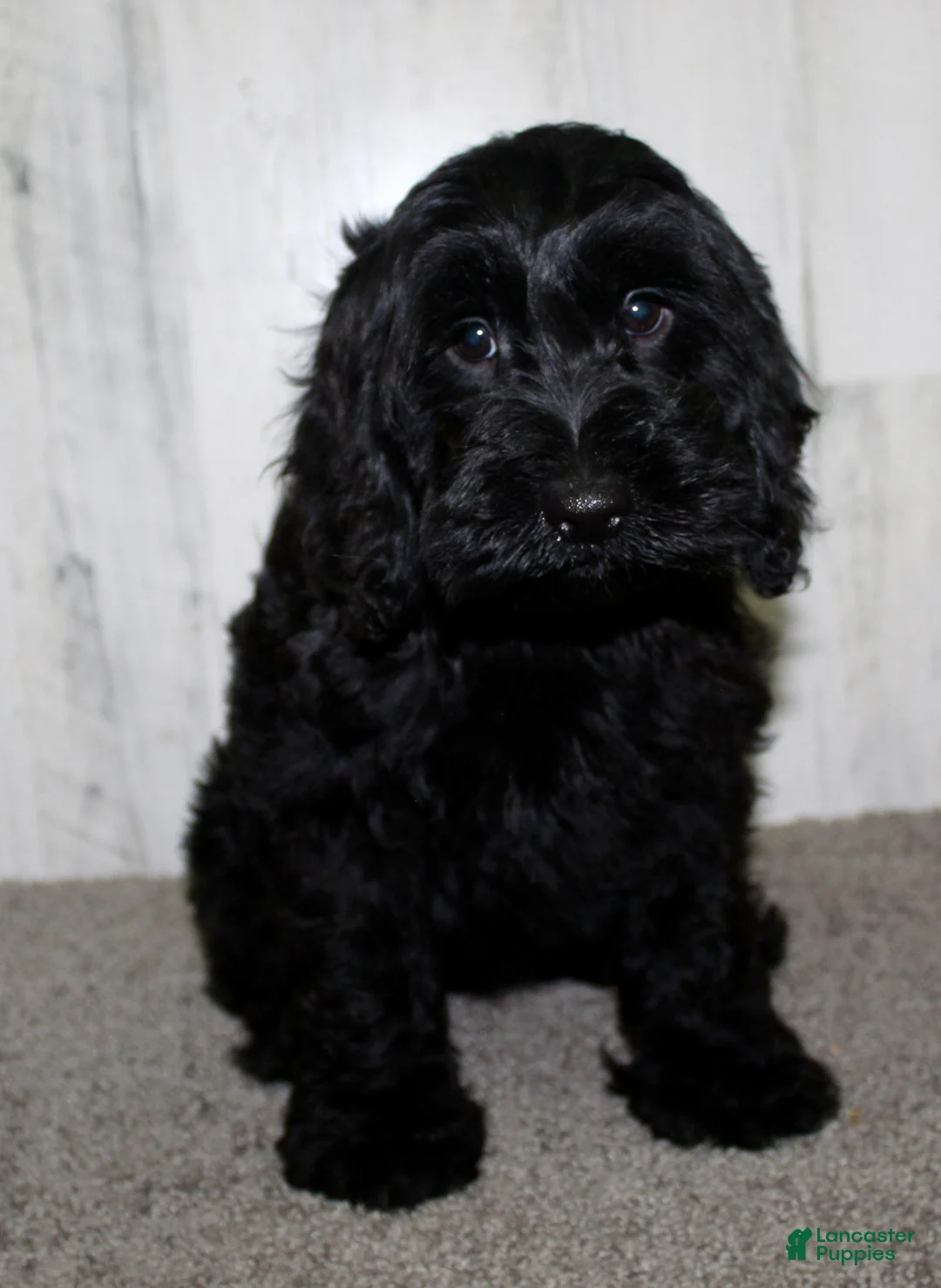Cockapoo dogs for sale: Toby - Ad 2