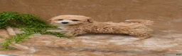 Bichpoo dogs for sale: Kipp - Ad 6