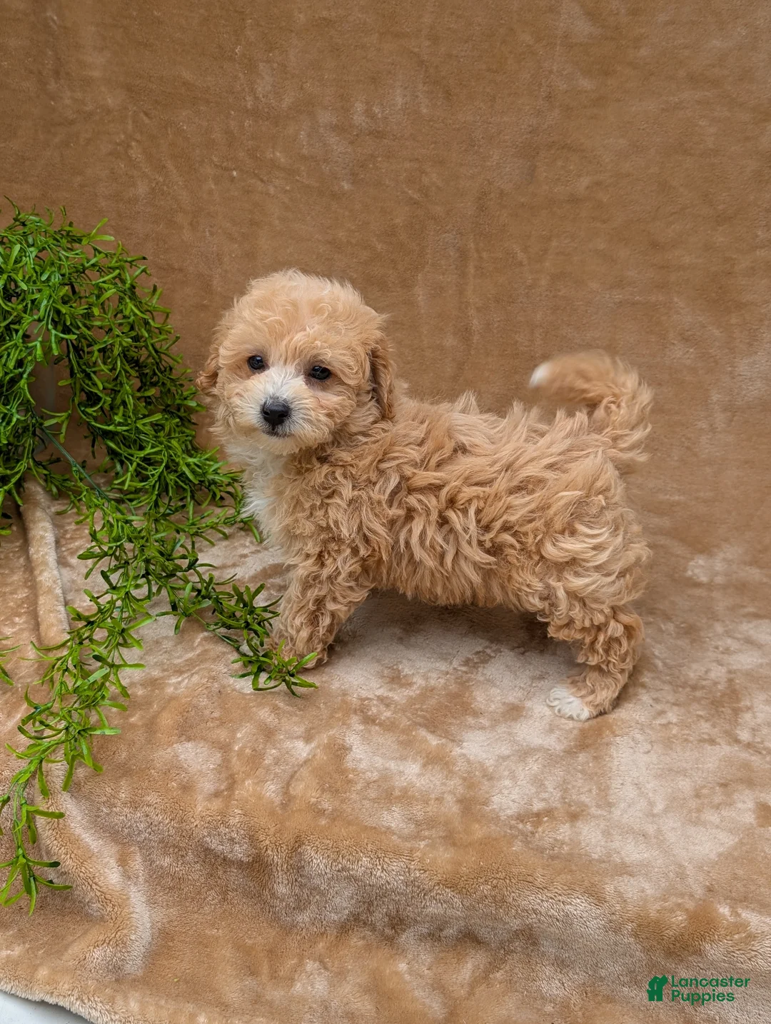 Bichpoo dogs for sale: Kipp - Ad 6