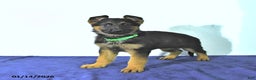 German Shepherd dogs for sale: Roger - Ad 2