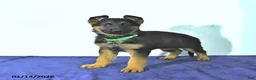 German Shepherd dogs for sale: Roger - Ad 7