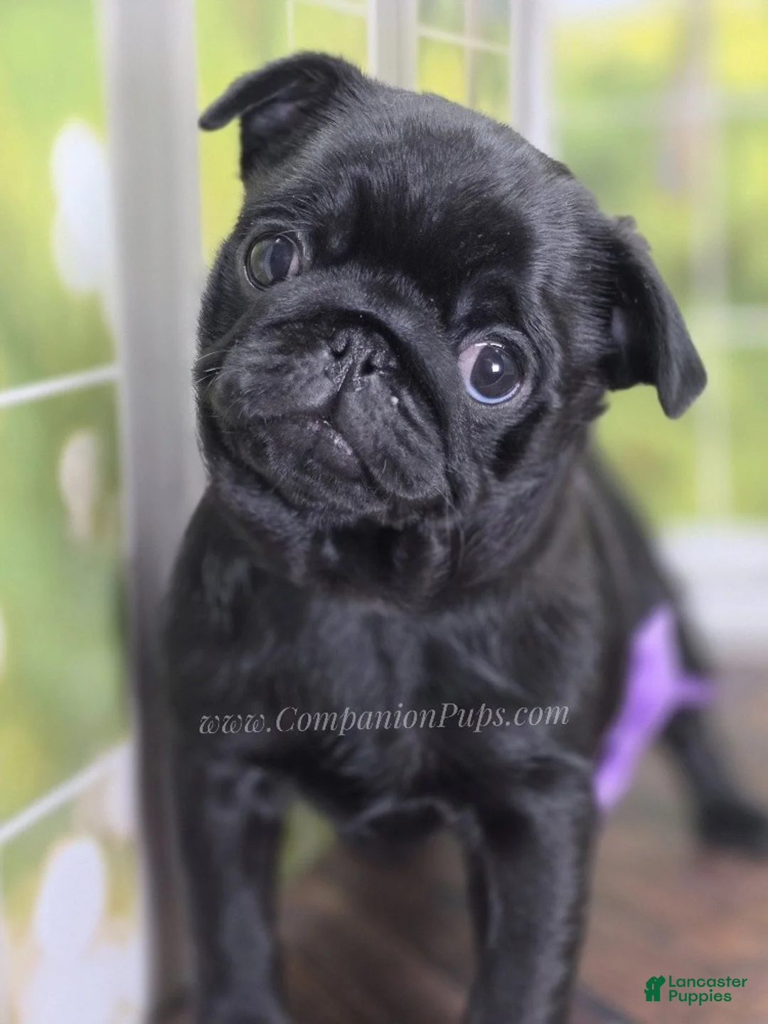 Pug dogs for sale: Purple Bow - Black Female - Stellar Champion Pedigree - Ad 1