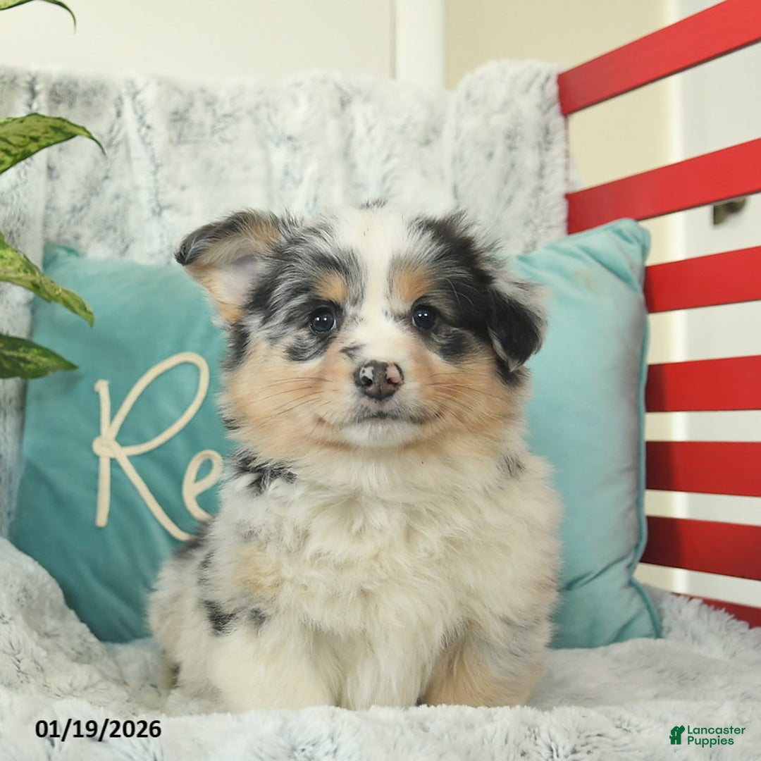 Welsh Corgi Pembroke dogs for sale: Happy   - Ad 1