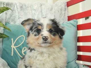 Welsh Corgi Pembroke dogs Happy - Ad 4