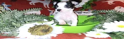 Jack Chi dogs for sale: "Cow"Bella - Ad 3