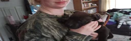 American Bully dogs for sale: Kennedy Blades - Ad 6