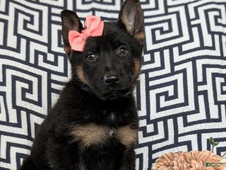 German Shepherd dogs Darcia - Ad 8