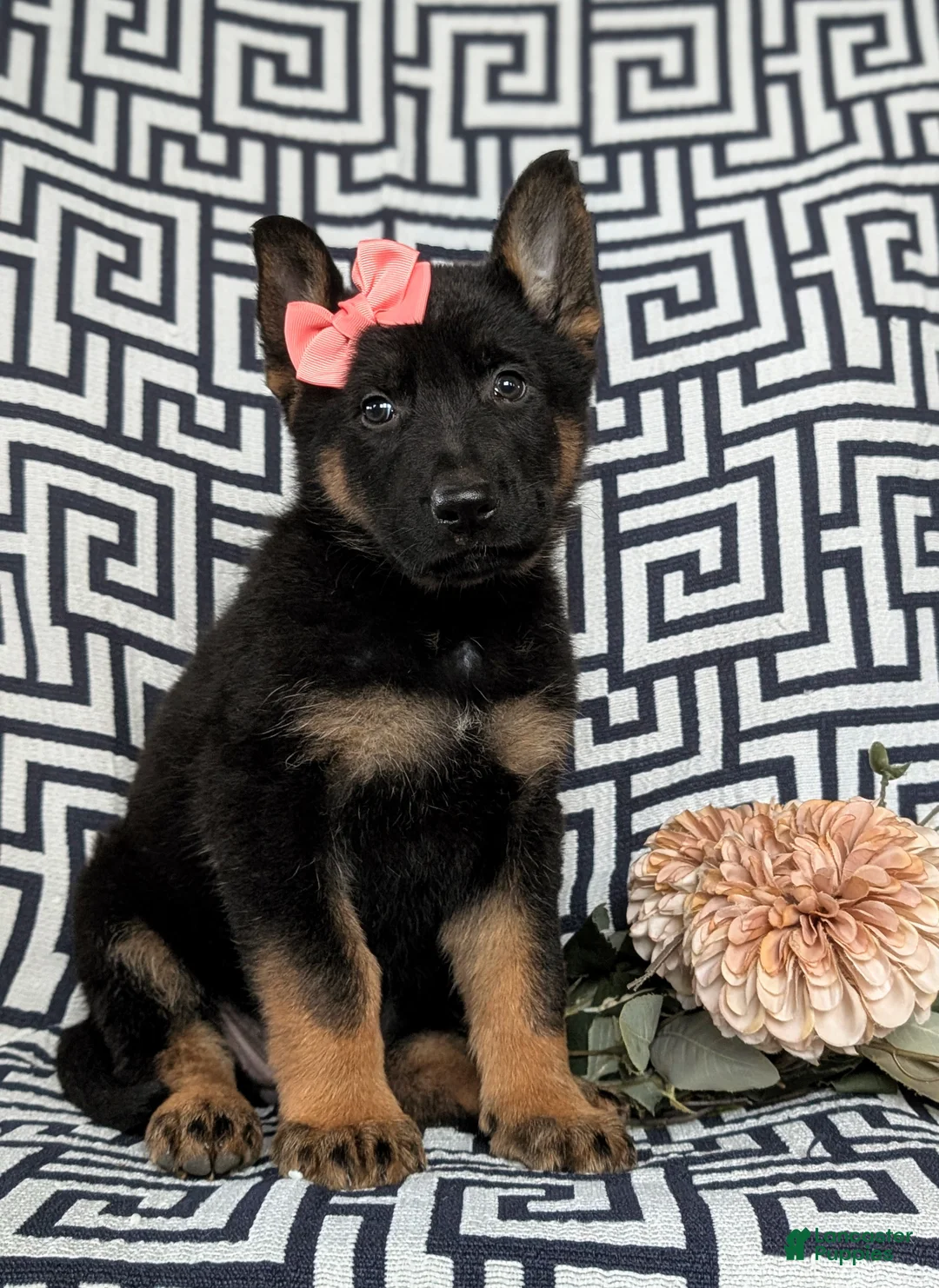 German Shepherd dogs for sale: Darcia - Ad 1