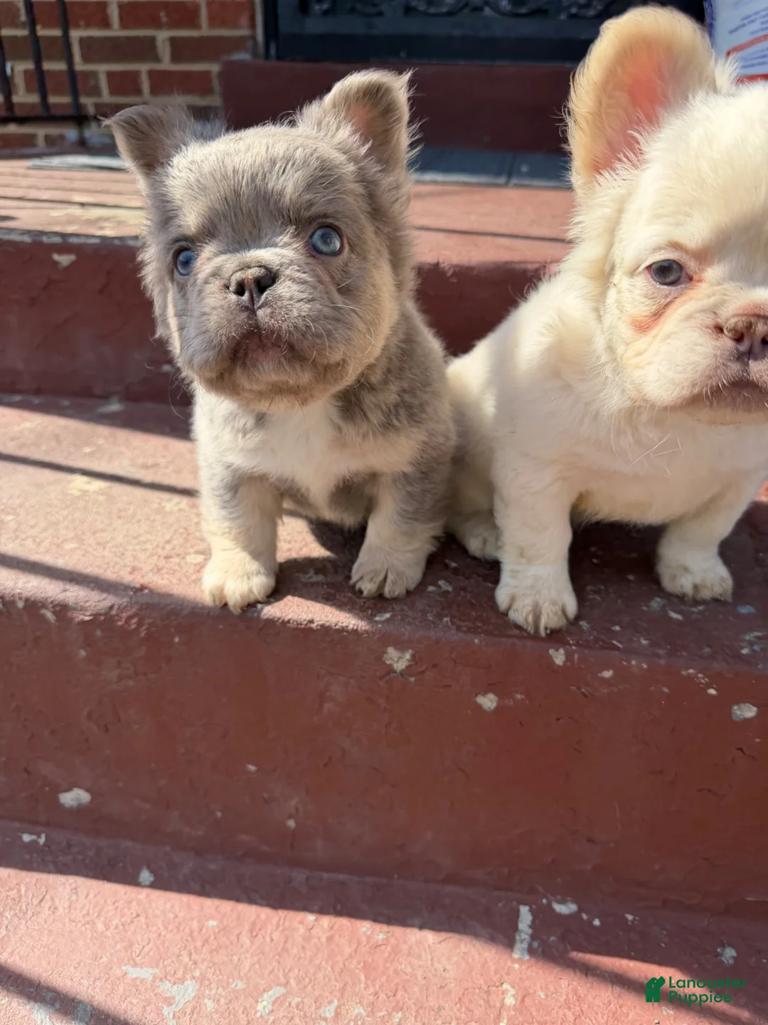 French Bulldog dogs for sale: French Bulldog Puppy 1 - Ad 3