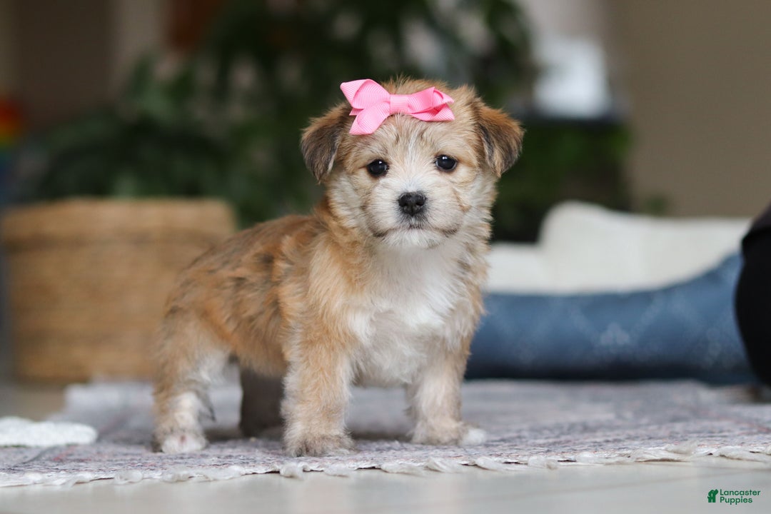 Morkie dogs for sale: Lola - Ad 1