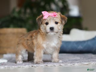 Morkie dogs Lola - Ad 42