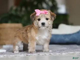 Morkie dogs Lola - Ad 13