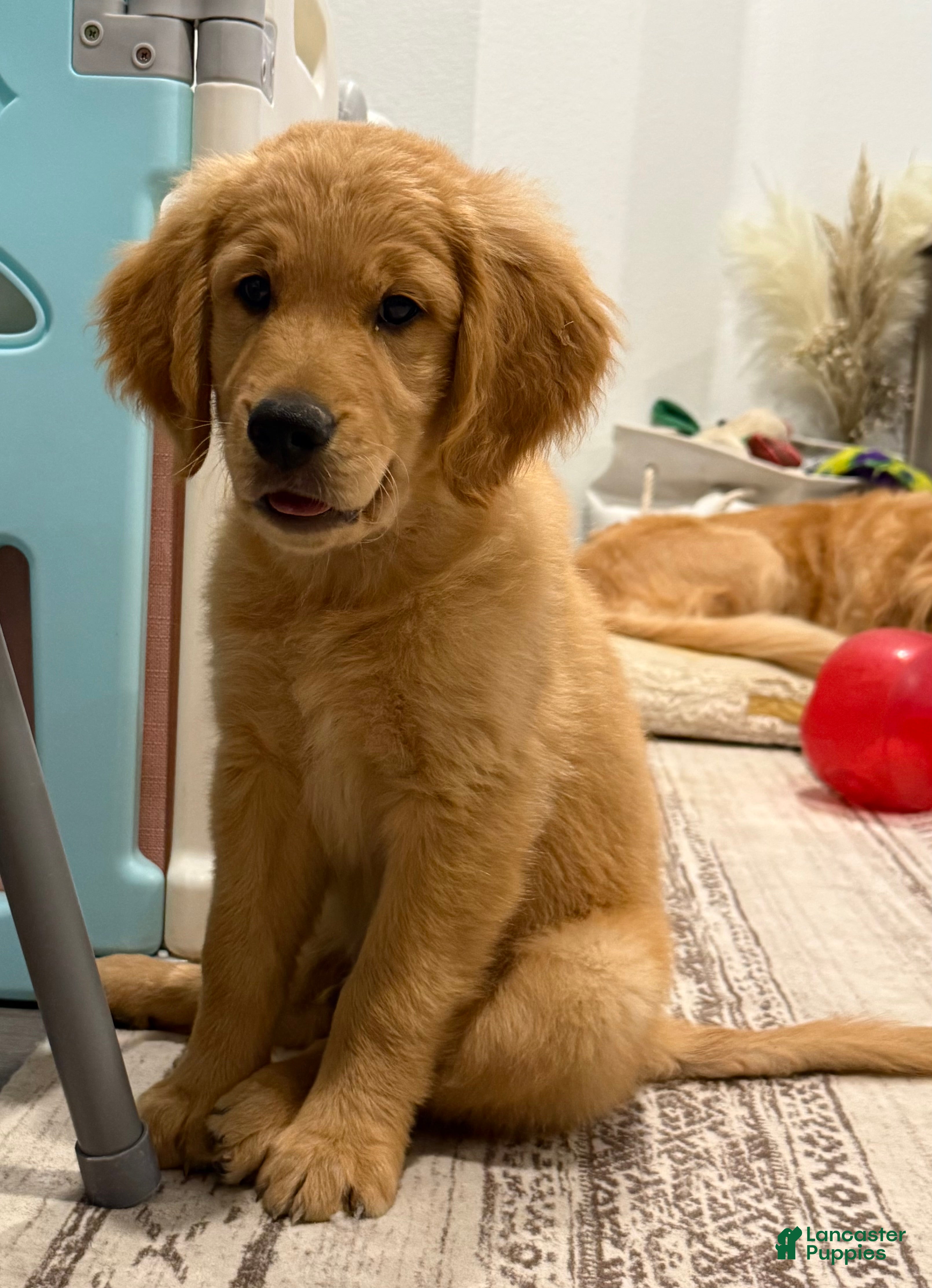 Golden Retriever dogs Hazen - Gray - Ad 33