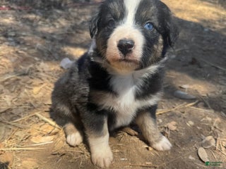 Australian Shepherd dogs - Ad 3