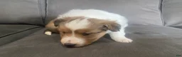 Shetland Sheepdog dogs for sale: Shetland Sheepdog Puppy 2 - Ad 9
