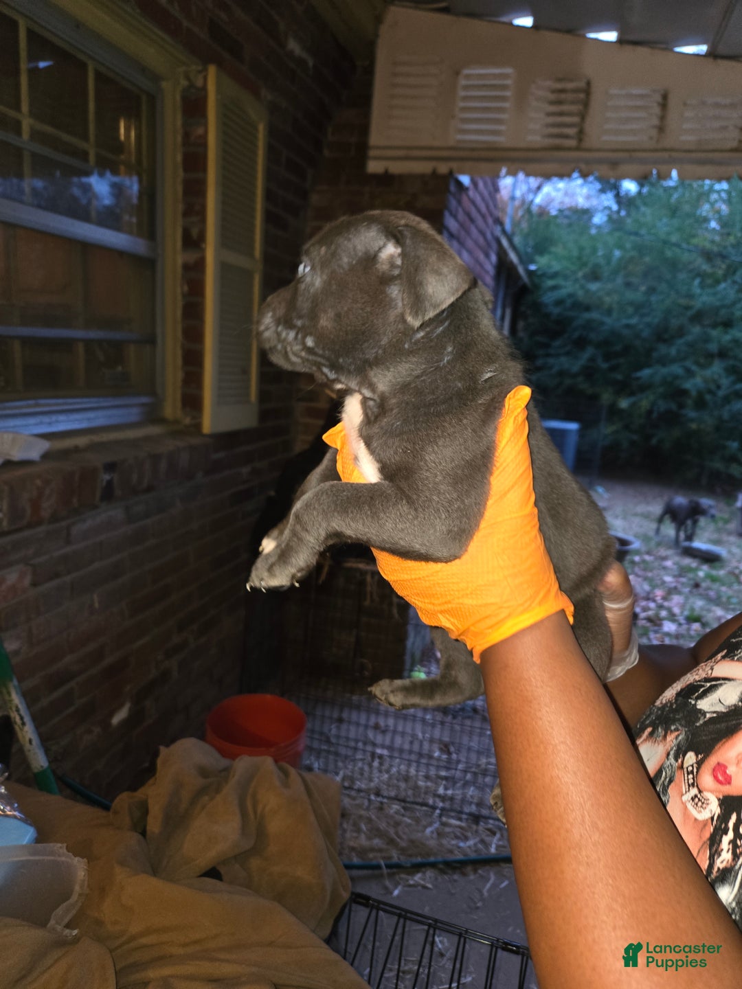 American Bully dogs for sale: Blu - Ad 2