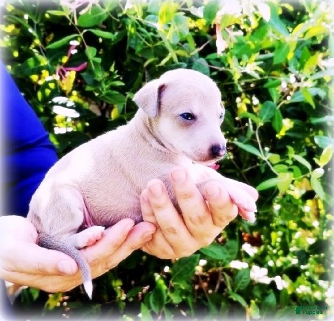 Italian Greyhound dogs for sale: Zayne - Ad 1