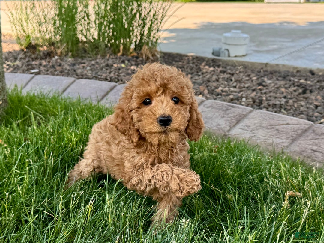 Cockapoo dogs for sale: Howie - Ad 10