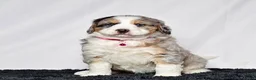 Bernedoodle dogs for sale: Ms. Sadie - Ad 4