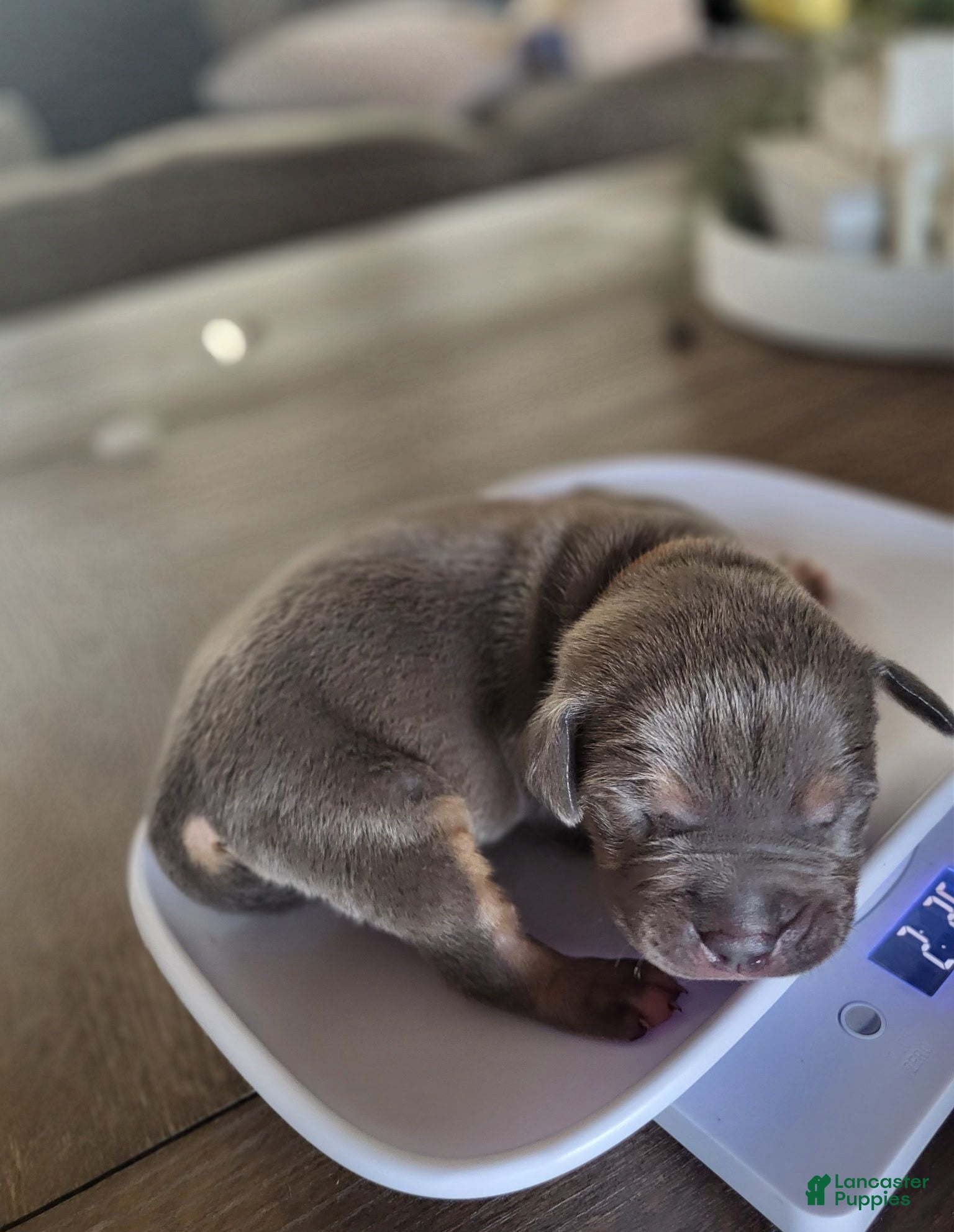 American Bully dogs Manitou "Mani" - Ad 1