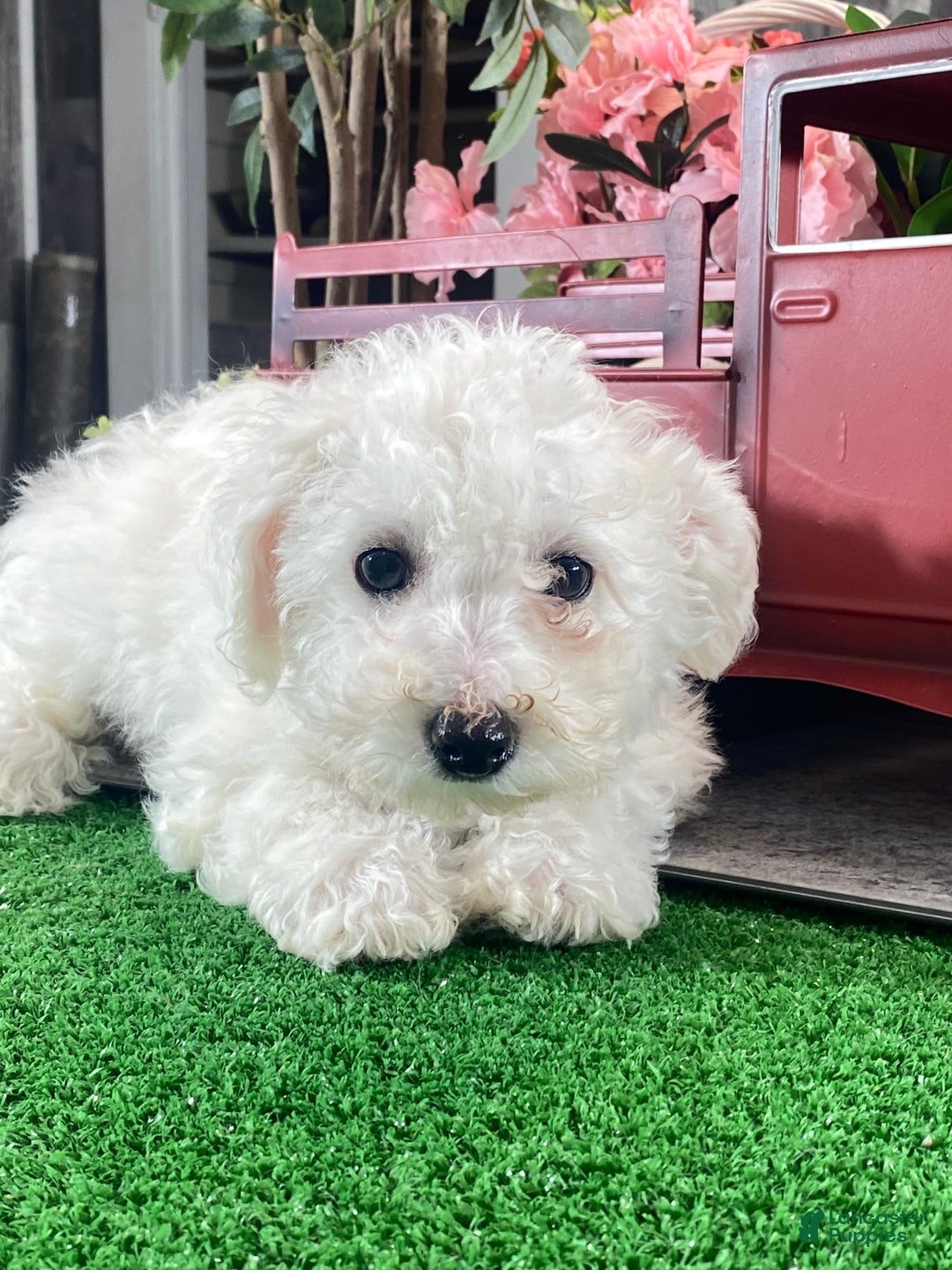 Bichon Frise dogs for sale: Buddy  - Ad 4