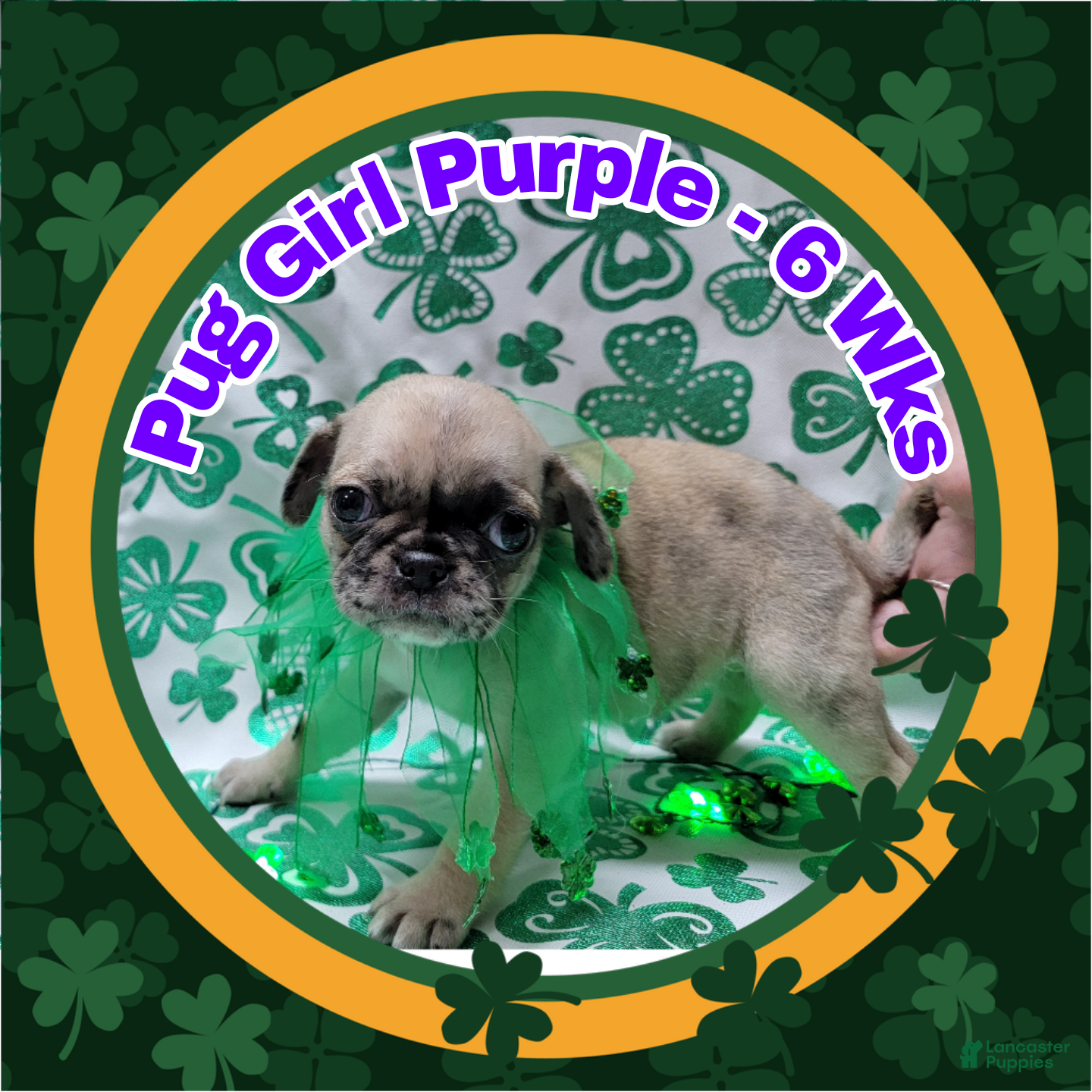 Pug dogs Pug Puppy Girl Purple - Ad 40