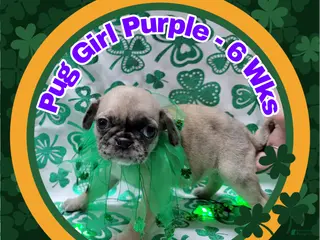 Pug dogs Pug Puppy Girl Purple - Ad 40