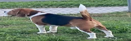 Beagle dogs for sale: Beagle 2 - Ad 5