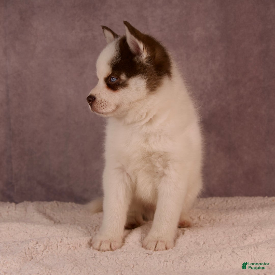 Pomsky dogs for sale: AJay - Ad 25