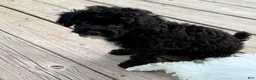 Miniature Poodle dogs for sale: CARTER - Ad 4
