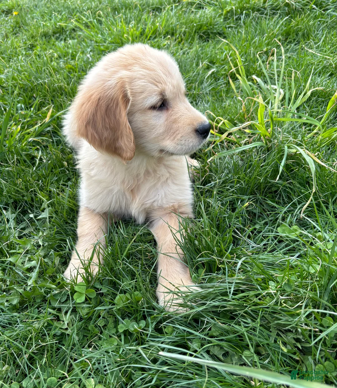 Golden Retriever dogs for sale: Lana - Ad 2
