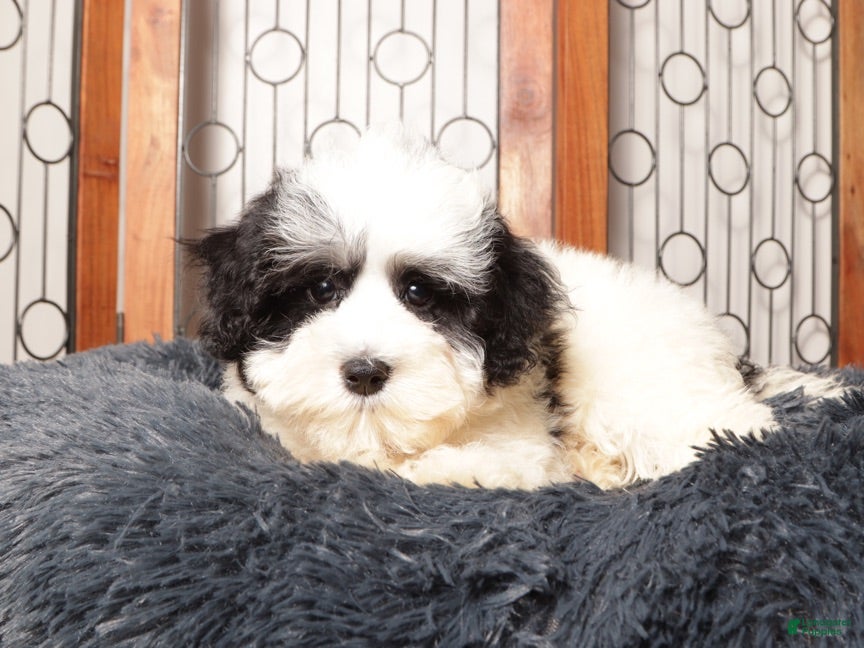 Maltipoo dogs Pip - Playful Male Maltipoo - Ad 1